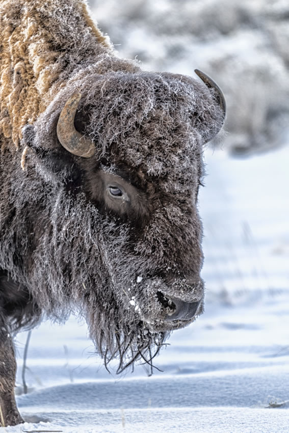 Buffalo 